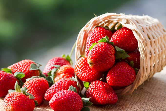 Strawberries A Bounty of Nature