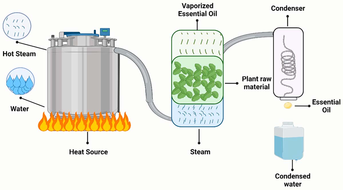 steam distillation