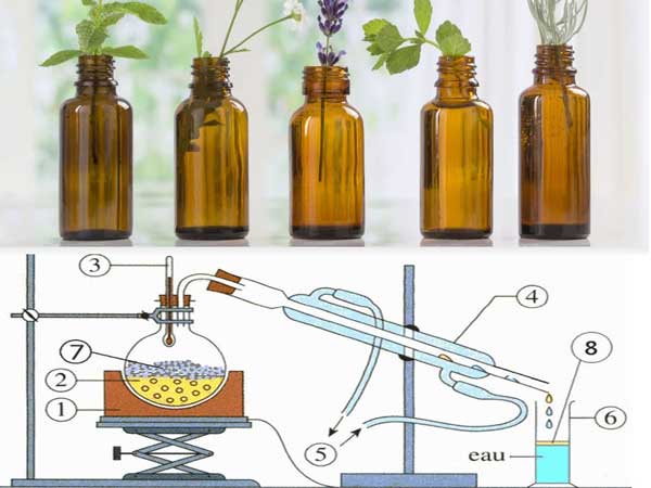 essential oil extracted from petals