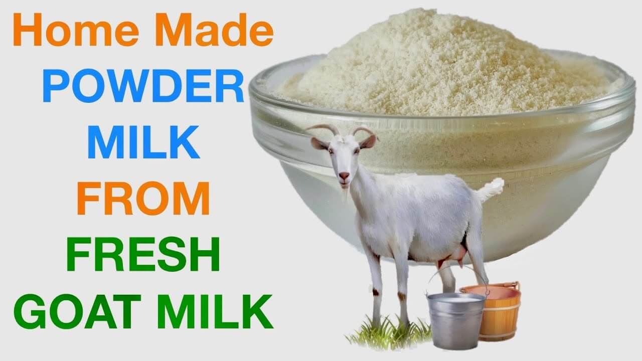 How to Convert Goat Milk into Powder?